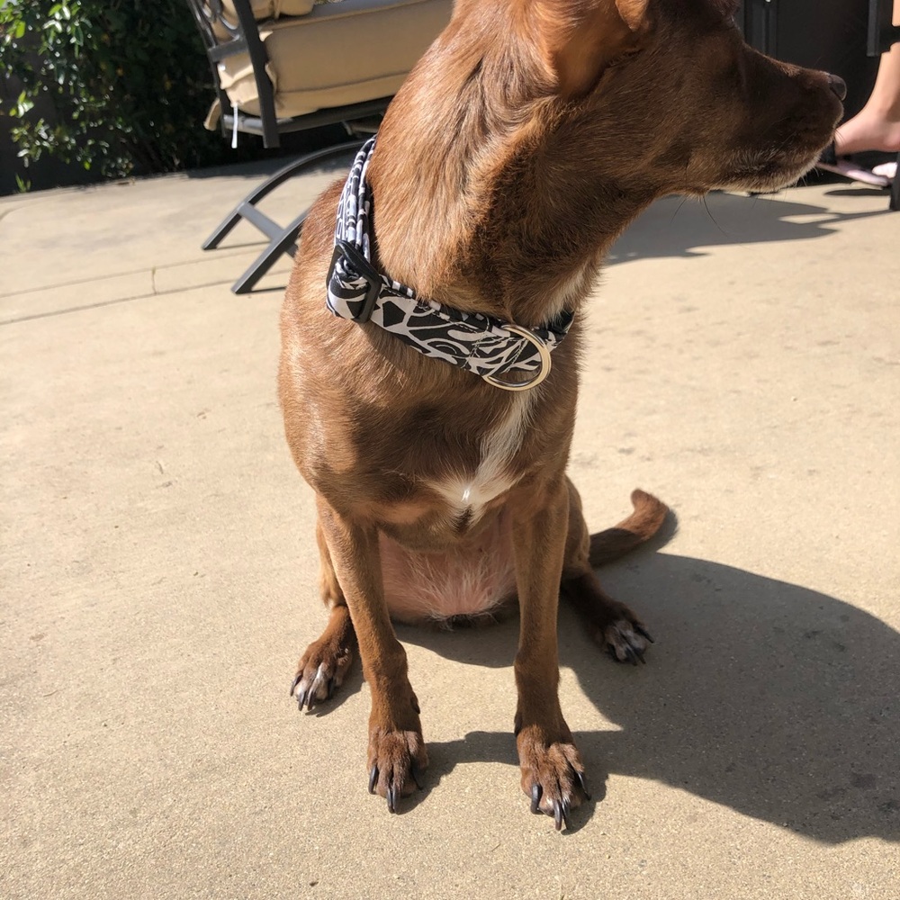 Dog Collars - Picture 5 of 8